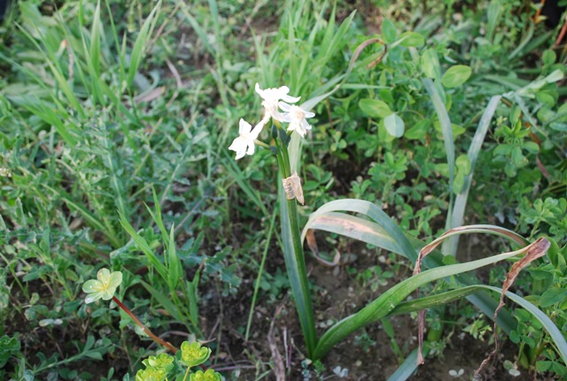 Sconosciuta - Narcissus sp.